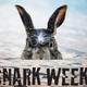Illustration for article titled 8 Antidotes to the Stupidity of Shark Week